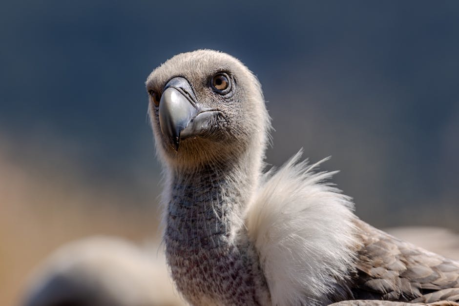 Feeder Camera Revelation: My Unexpected Obsession with Garden Songbirds and Smart Tech Feeder Camera Revelation: My Unexpected Obsession with Garden Songbirds and Smart Tech