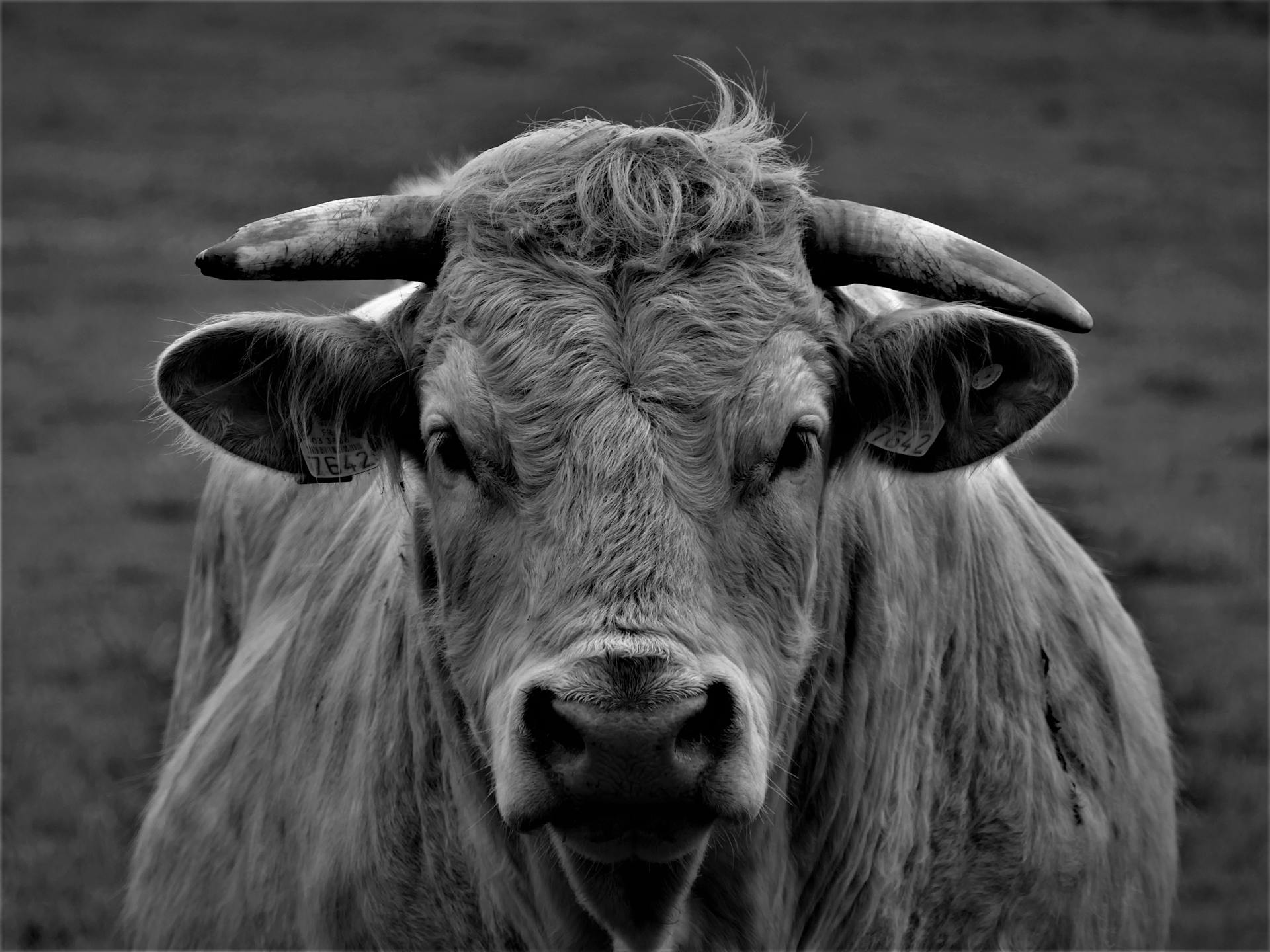 Bull Standing Facing Forward