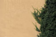 Green Plant Growing on a Building Wall