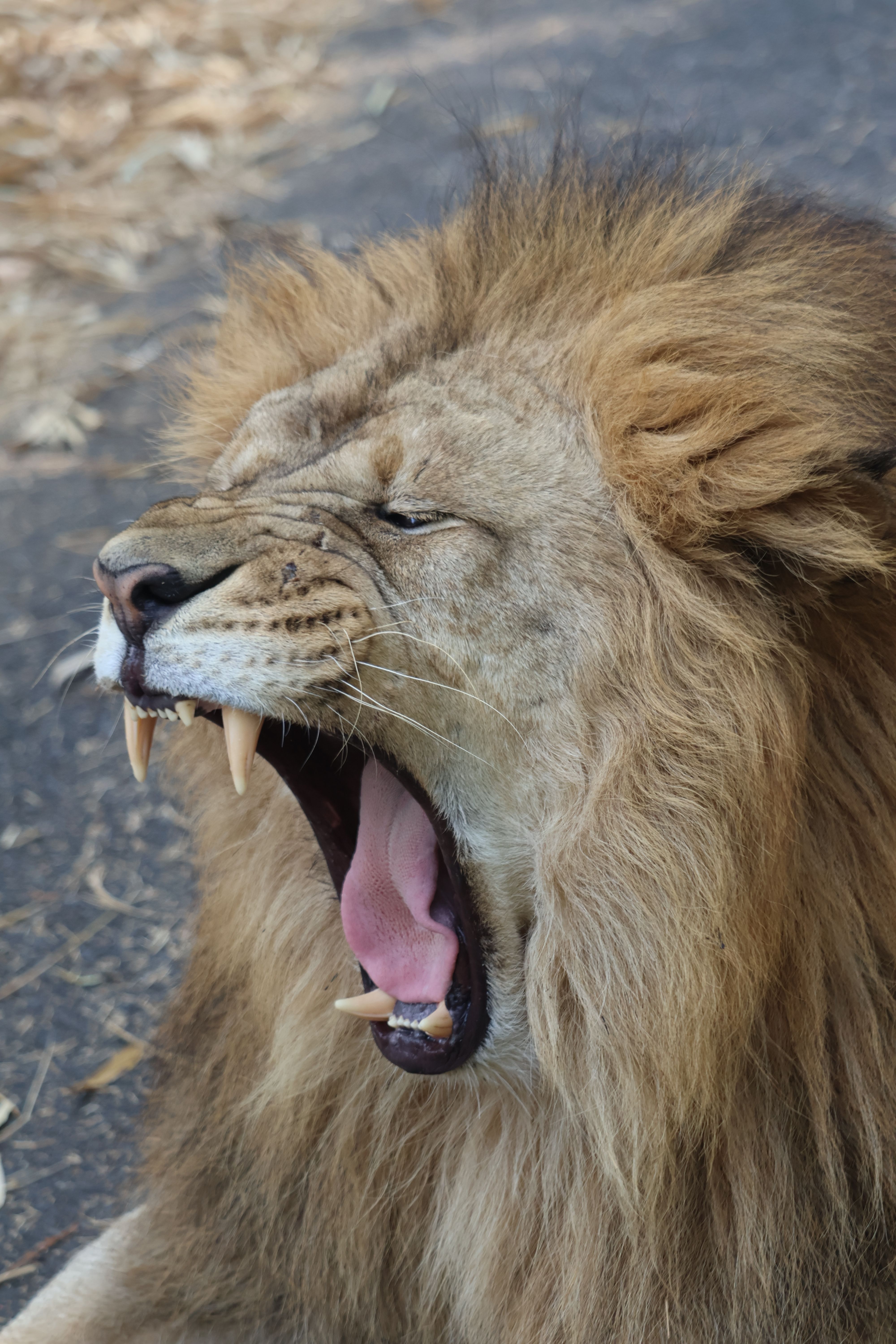 Close-up of a yawning lion, showcasing its powerful mane and sharp fangs in a natural setting.