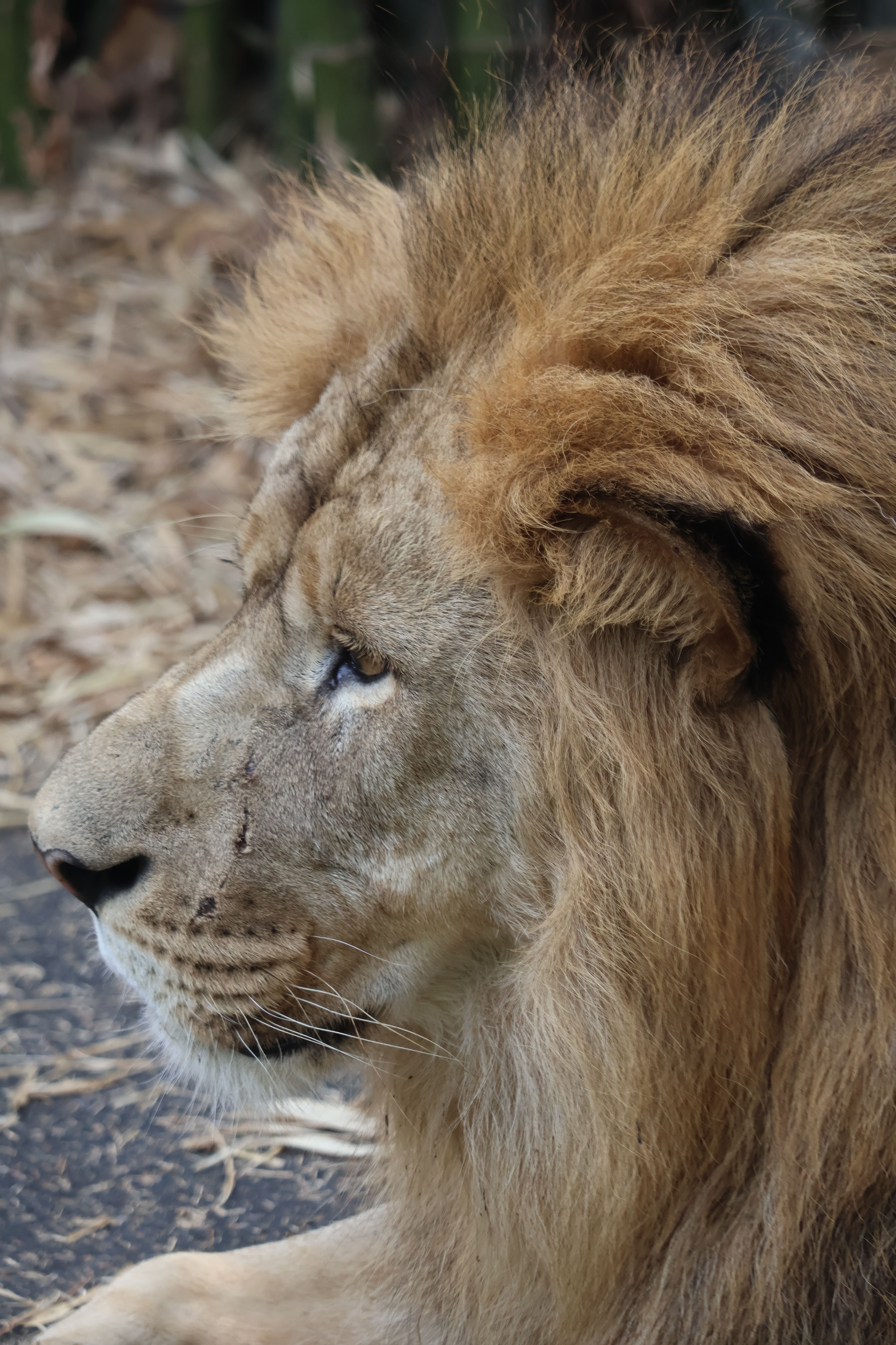 A lion is laying down on the ground · Free Stock Photo