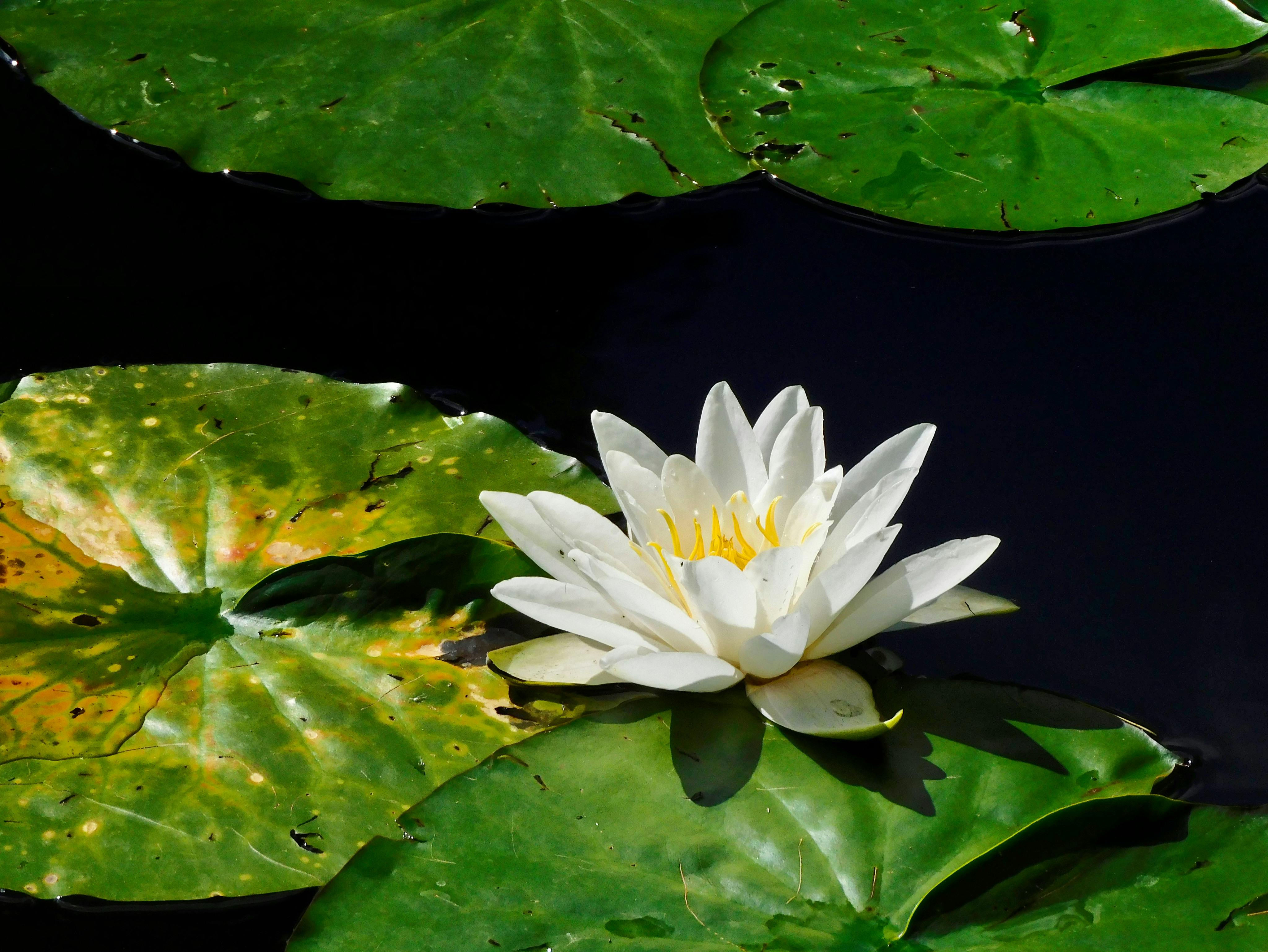 A white water lily with green leaves floating on a dark, tranquil pond.
