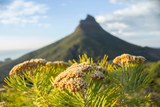 在南非开普敦，背景中盛开着花朵，远处是狮子头山