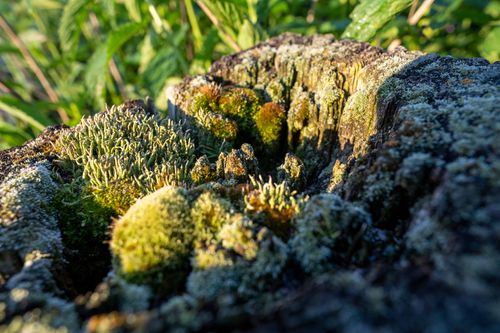 Free Detailed view of vibrant moss and lichen thriving on a rock in Weaver, MN, USA. Stock Photo