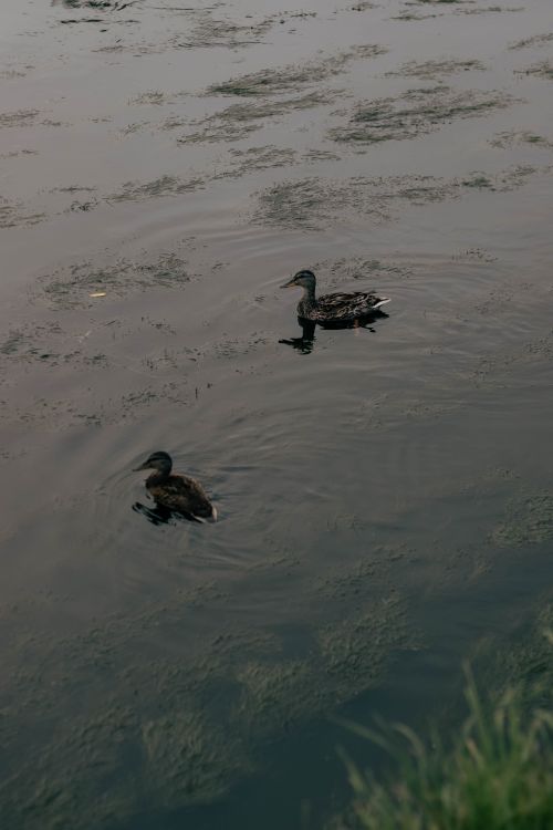 Free Two ducks glide peacefully across a serene pond, surrounded by natural beauty. Stock Photo
