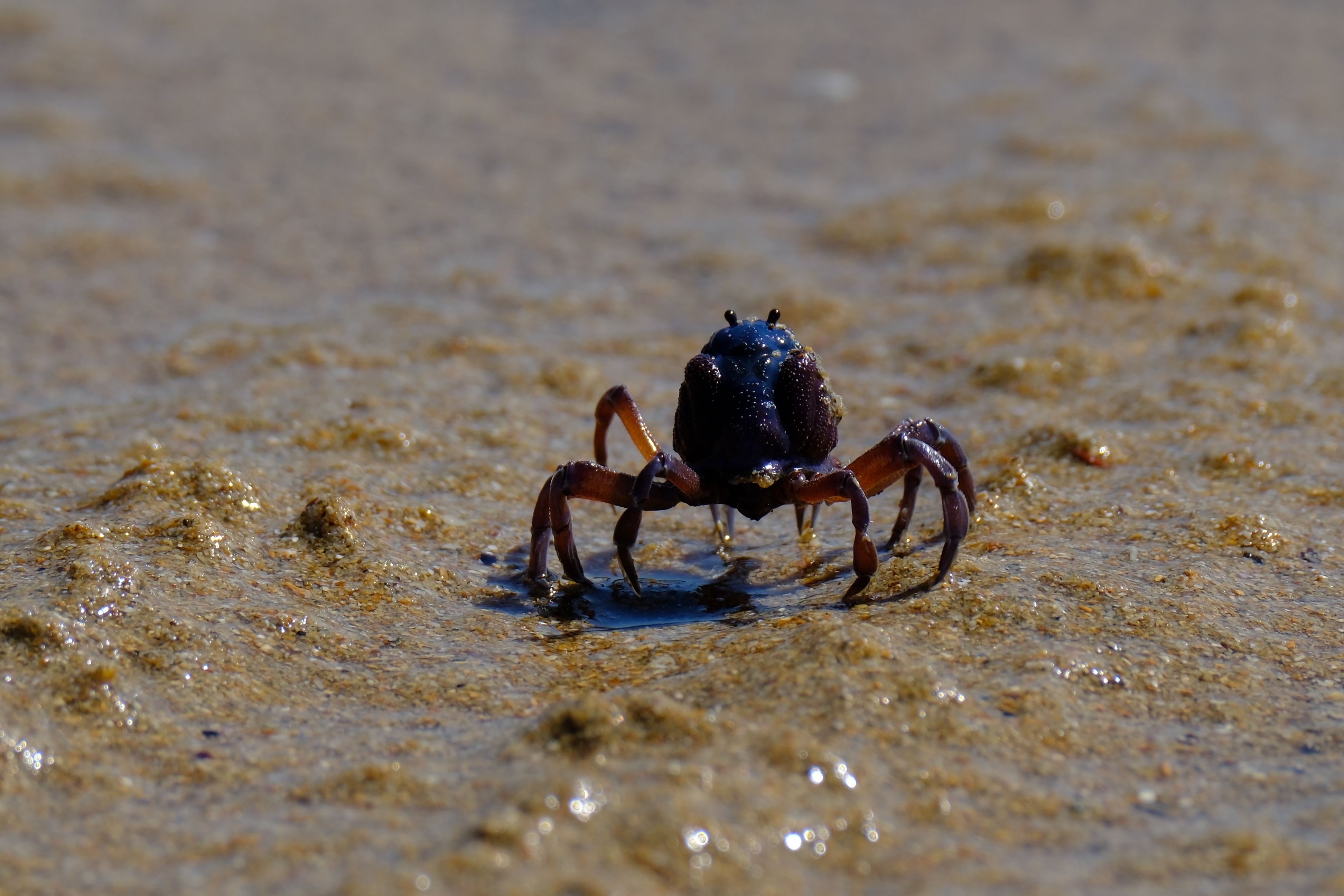 Vibrant close-up of a crab on sandy shore in natural habitat.