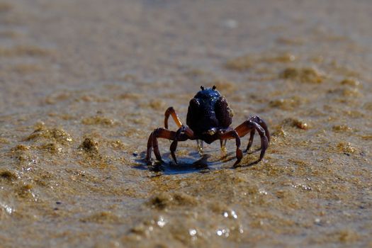 Vibrant close-up of a crab on sandy shore in natural habitat.