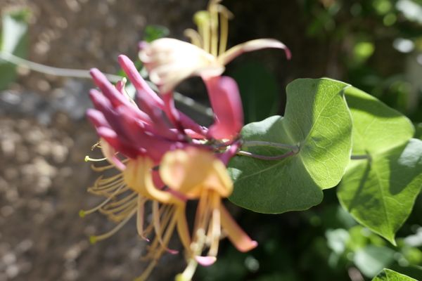 Fleur