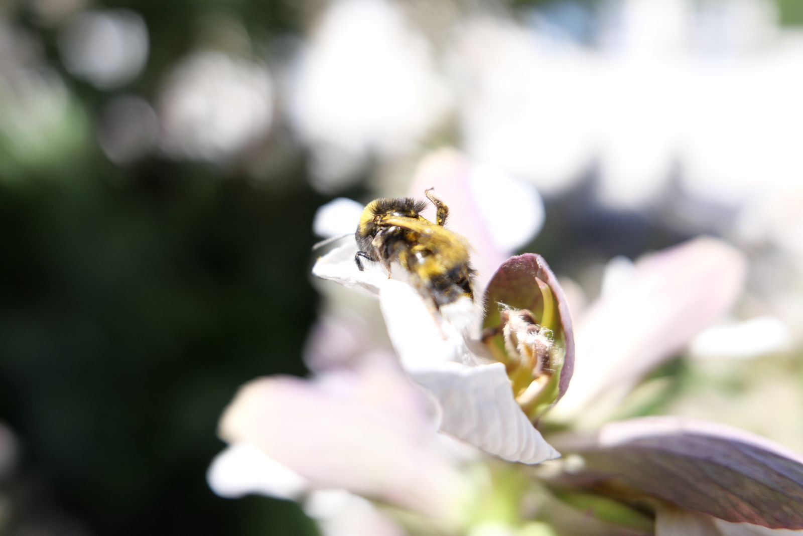 Abeille au travail