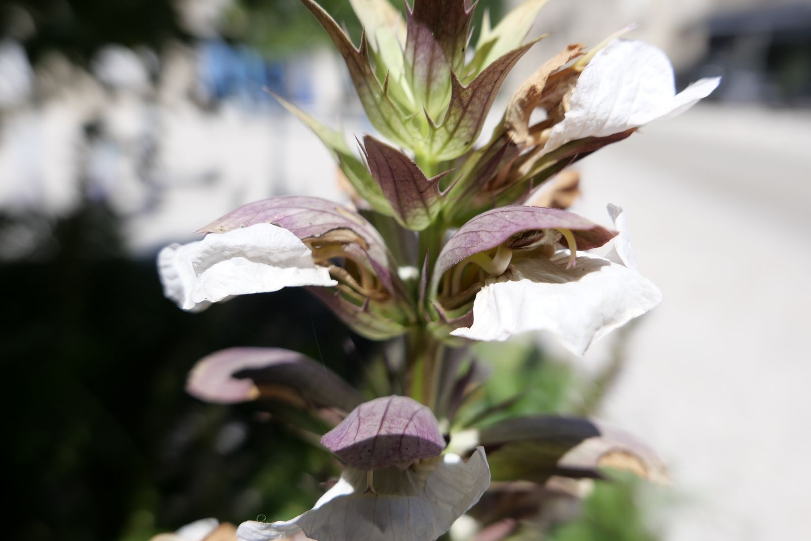 Un bouquet d'une fleur