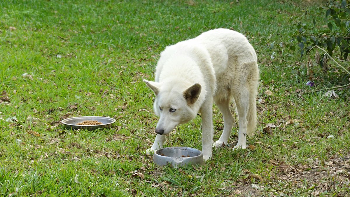 Dog eating from a pet bowl with a second bowl nearby