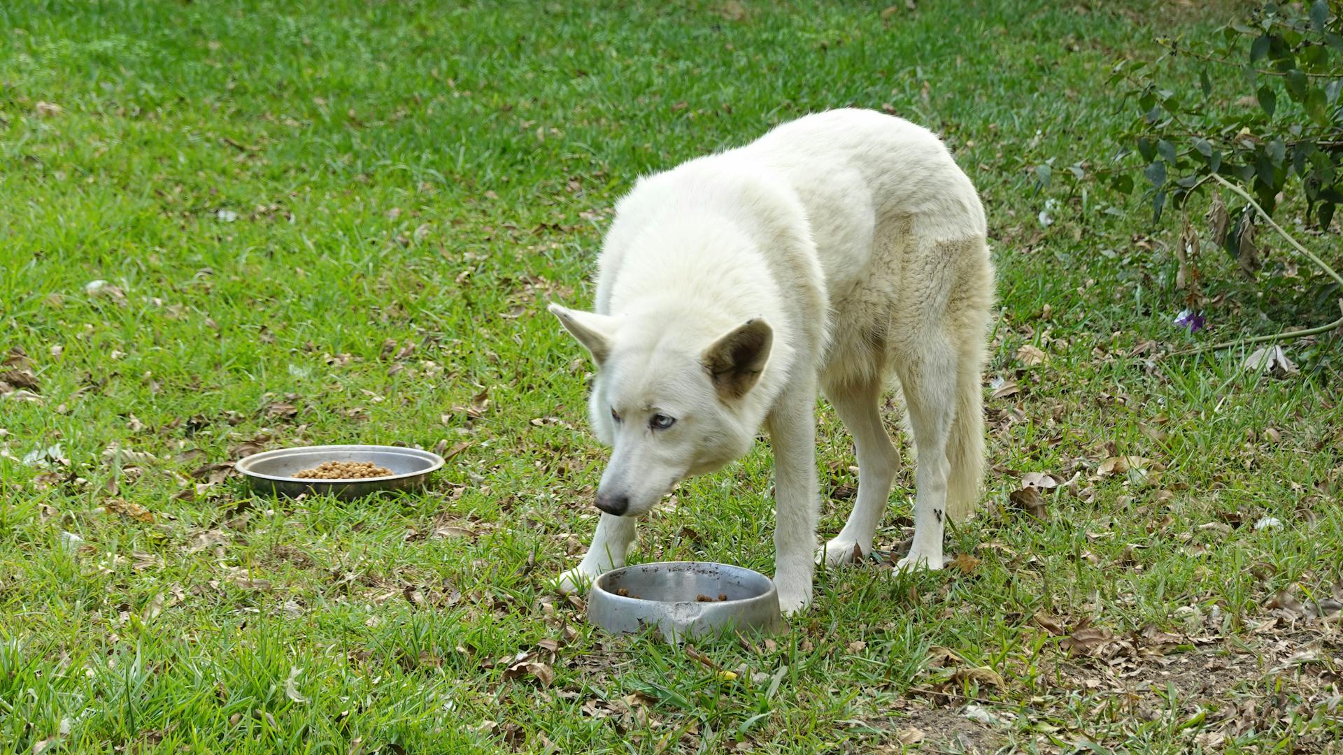 Dog with Bowls of Food