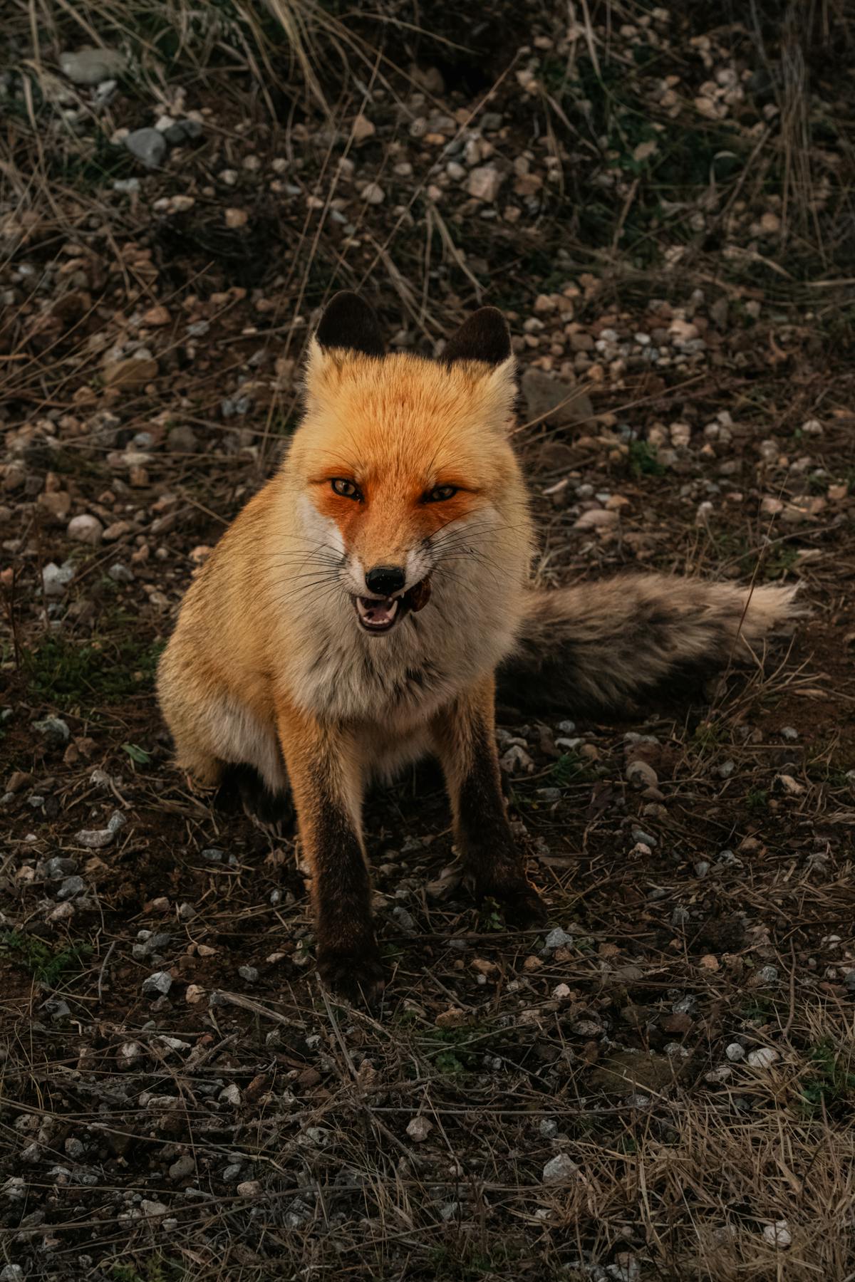 Fox Sitting Photos, Download The BEST Free Fox Sitting Stock Photos