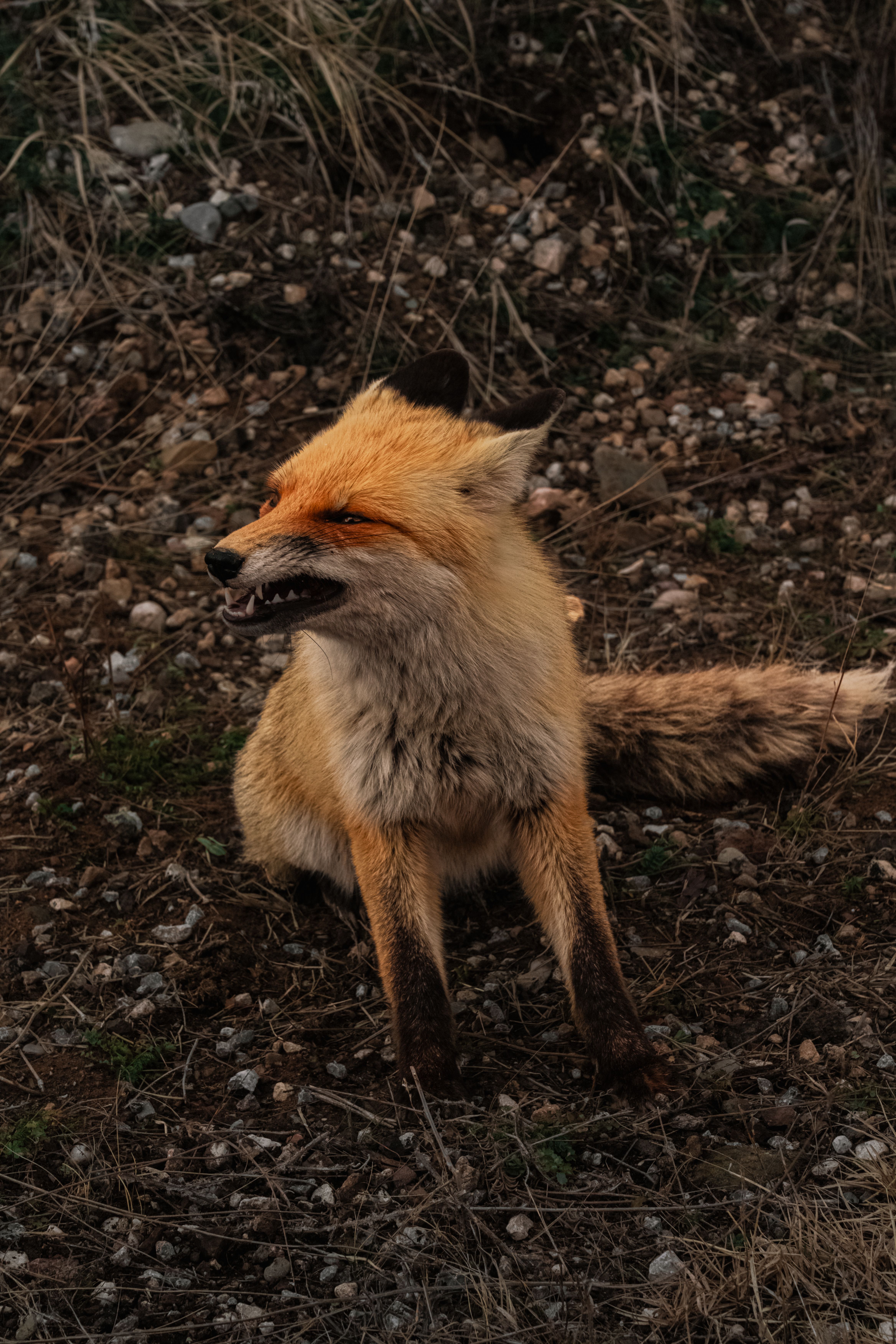 Wild red fox in natural habitat baring fangs, showcasing its feral beauty.