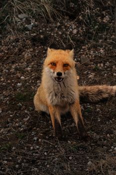 fox photo