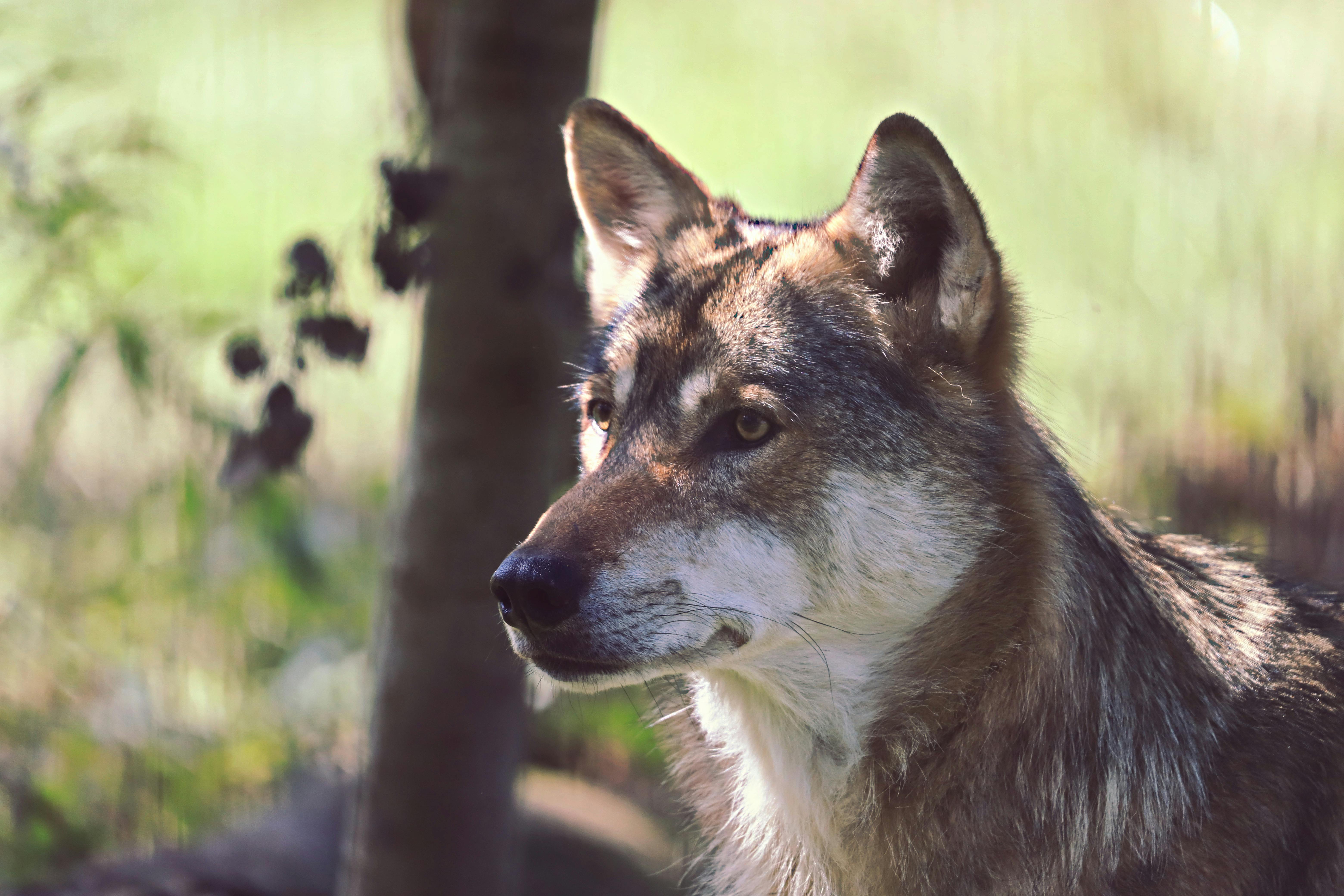 A striking close-up of an Iberian wolf in natural light, showcasing wildlife beauty.