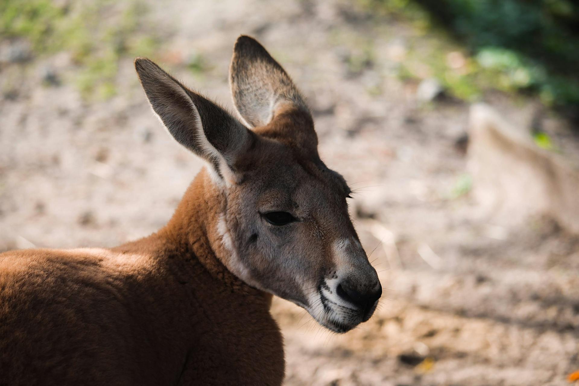 Red Kangaroo on Road