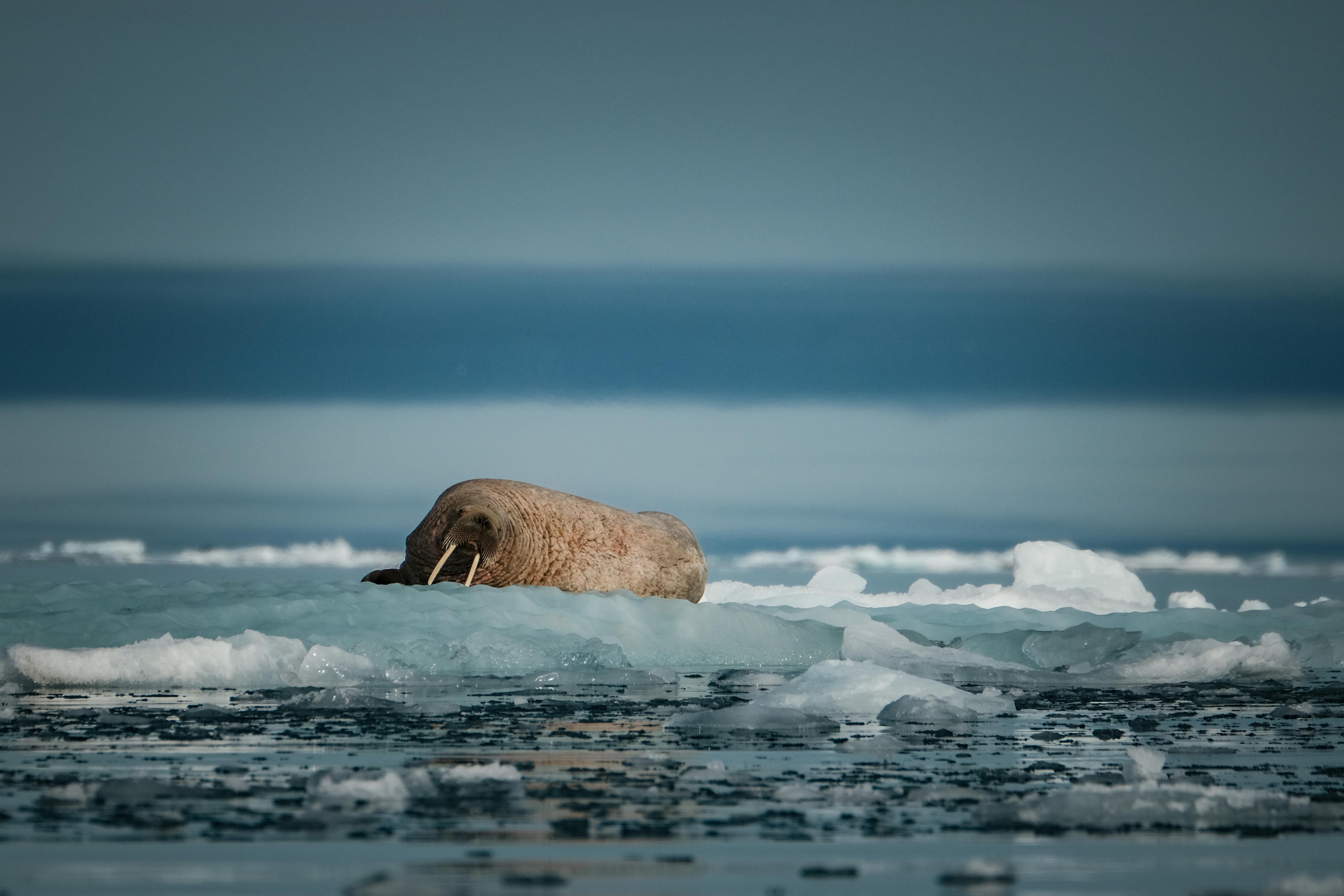 A walrus is resting on the ice