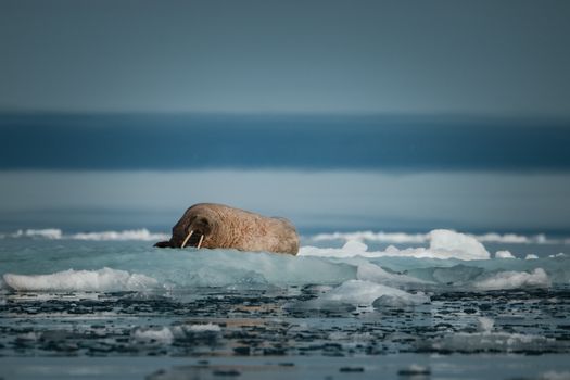 Scientists Finally Explain Why Narwhal Tusks Grow Perfectly Straight