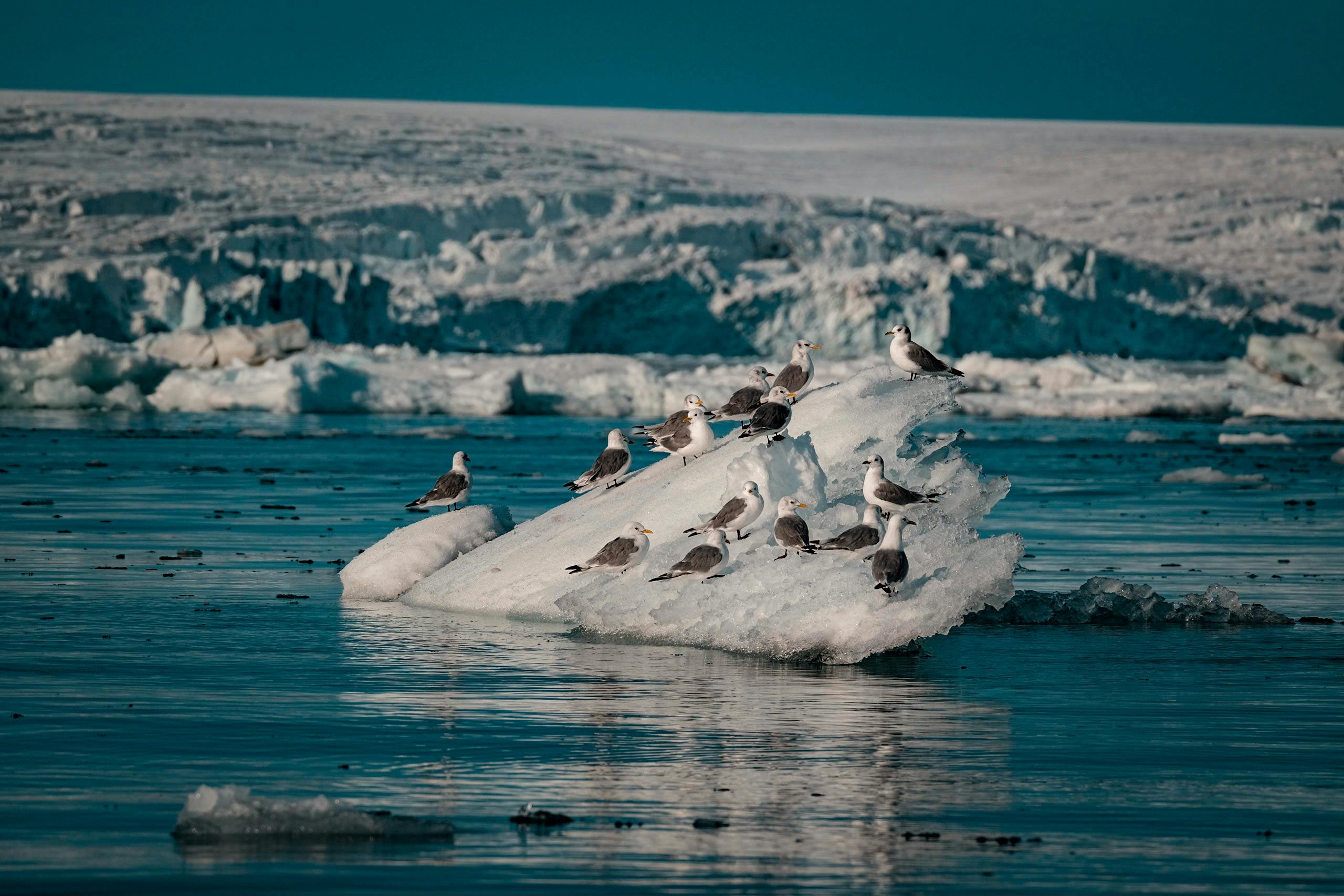 Seagulls resting on a small iceberg in the cold, arctic environment with icy waters.