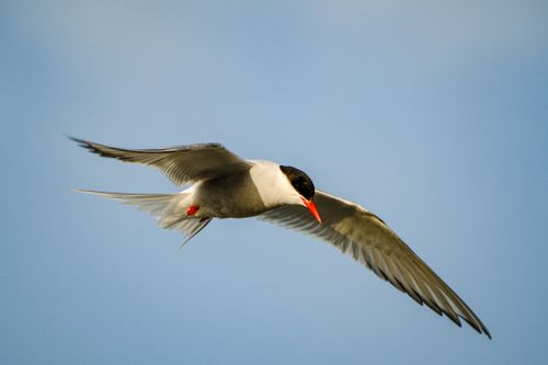 Free A common tern gliding gracefully in the sky, showcasing its elegant wings in perfect focus. Stock Photo