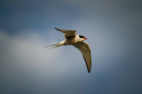 Free Close-up of an Arctic tern flying gracefully against a dramatic blue sky. Stock Photo