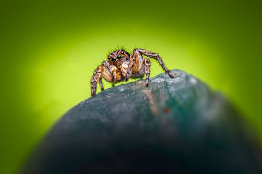Dramatic close-up of a jumping spider, highlighting its detailed features against a vibrant green background.