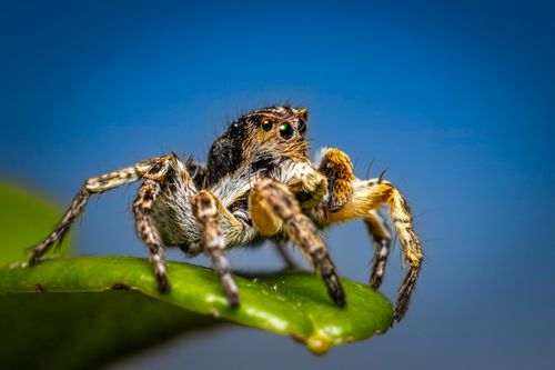 Free Macro shot of a jumping spider perched on a green leaf against a blue sky. Stock Photo