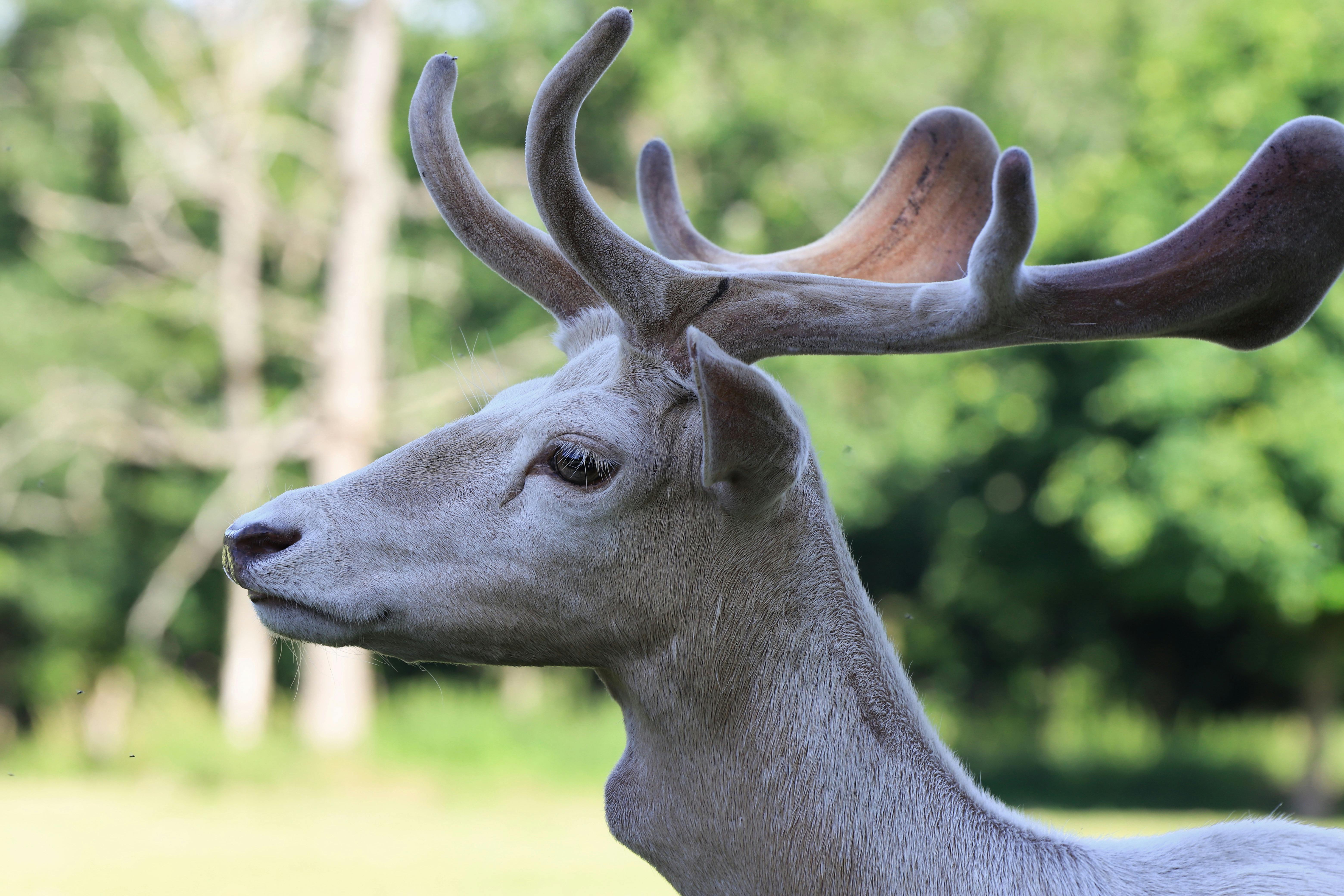 grátis Maldito Foto profissional