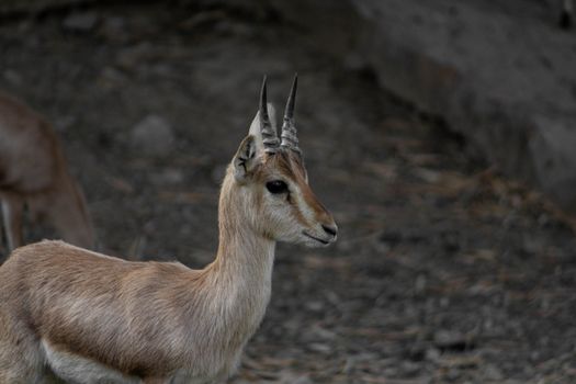 Close-up of a gazelle standing alert in an outdoor setting, showcasing its distinct horns and fur.