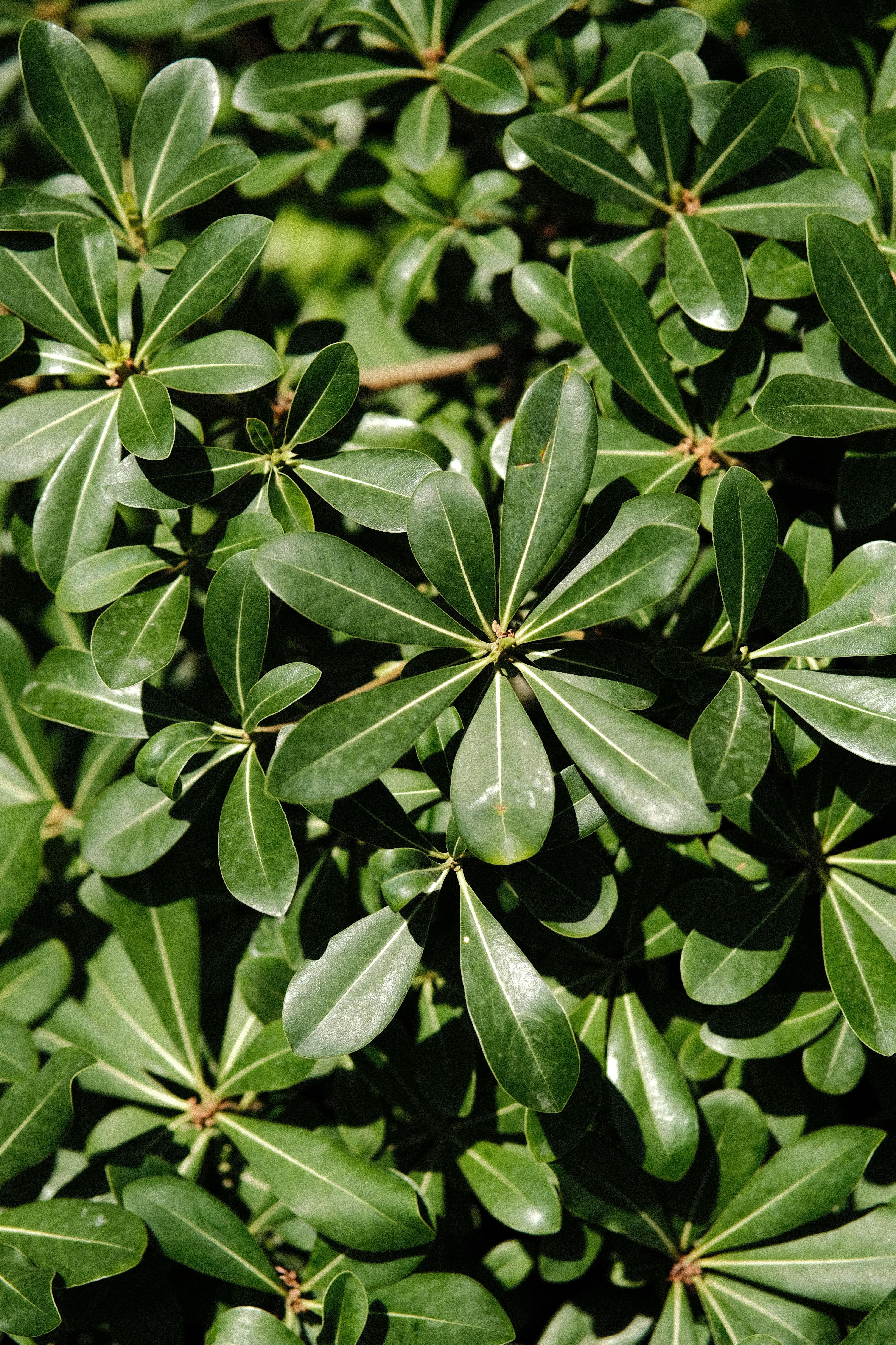 Close-up of vibrant green leaves showcasing natural beauty with selective focus outdoors.