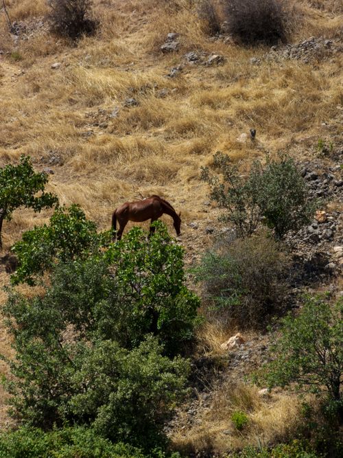 Free A lone horse grazes among bushes in a dry, rugged summer landscape. Stock Photo