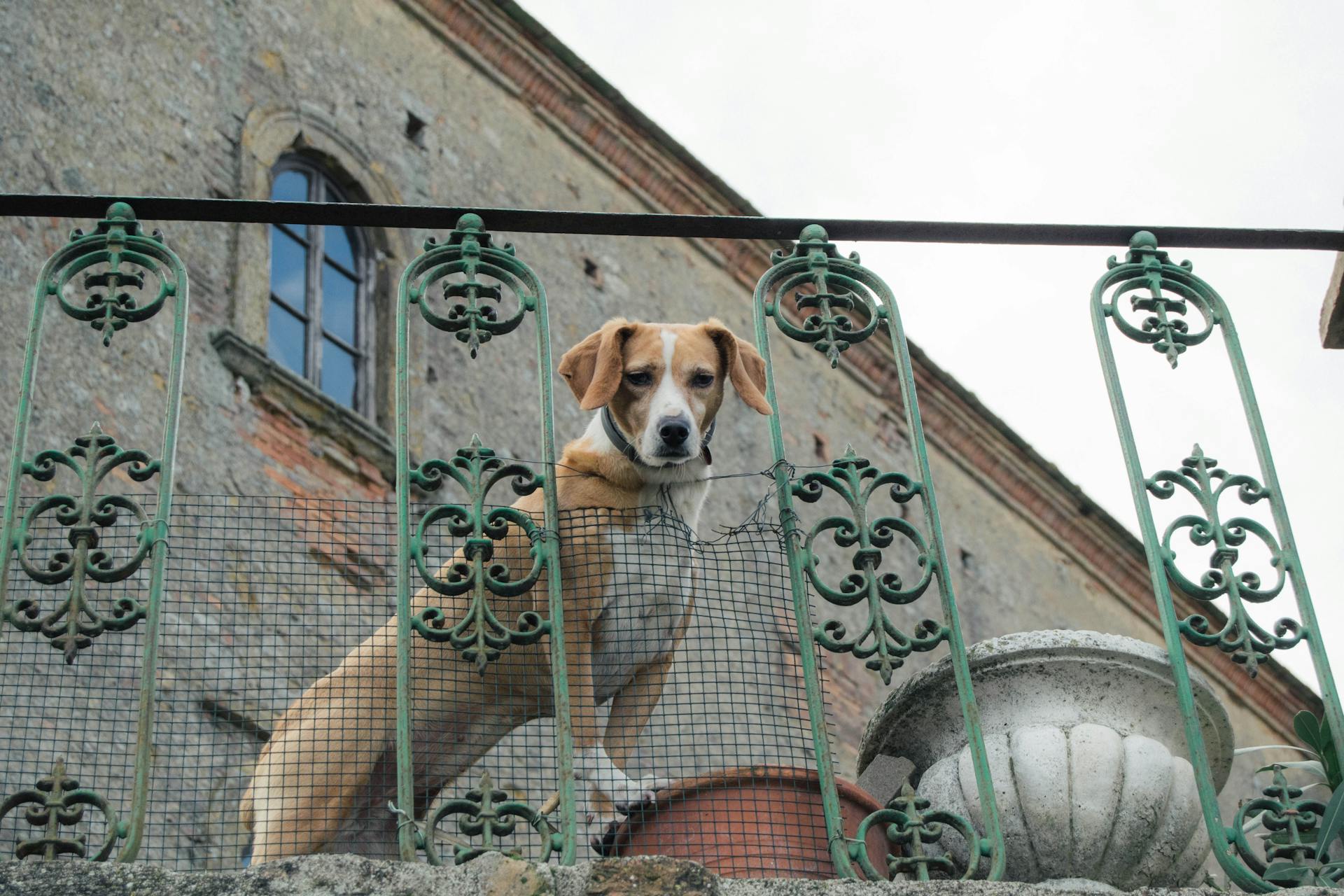 Dog Looking through Steel Fence