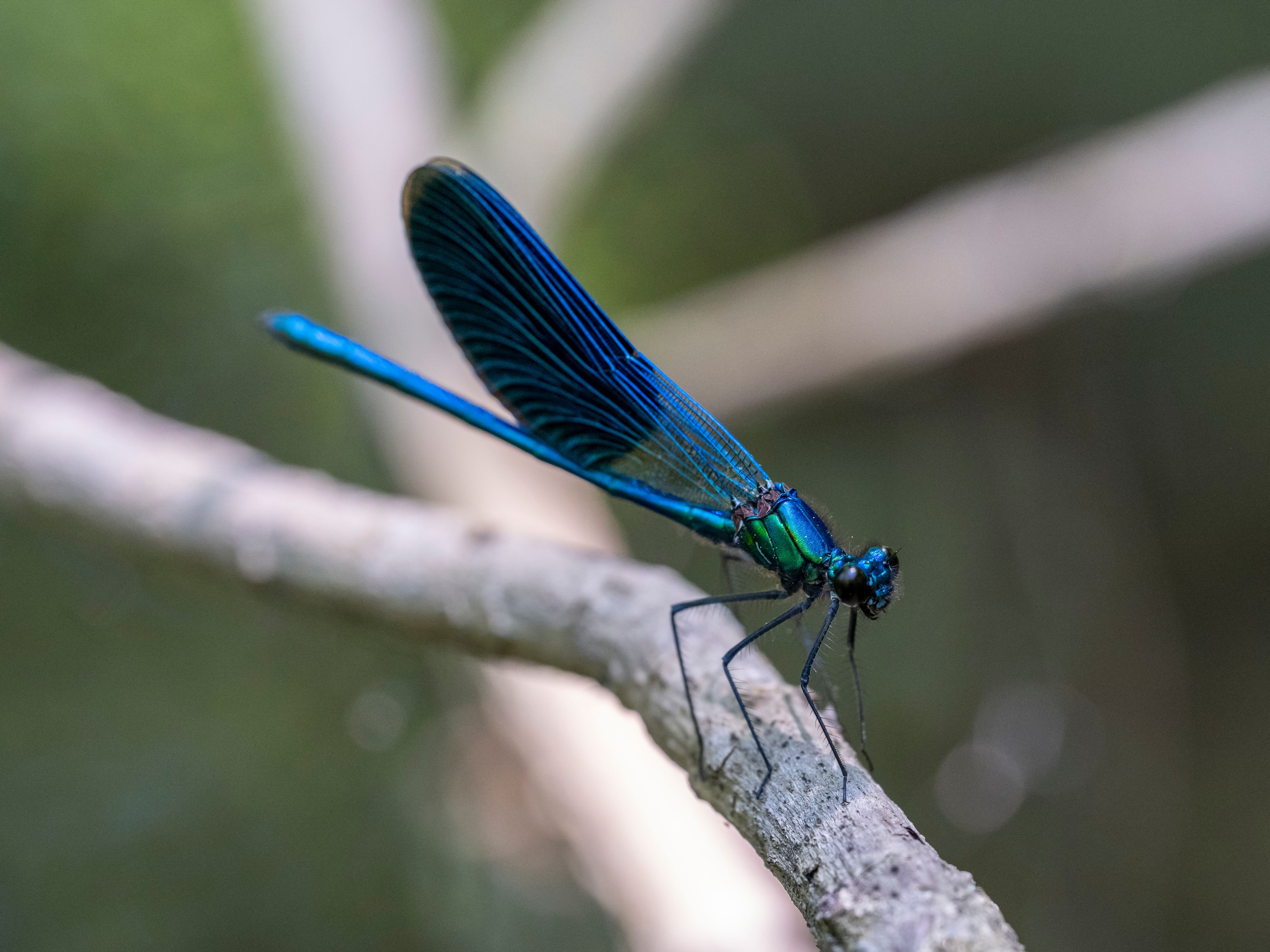 Foto de stock gratuita sobre @al aire libre, animal, azul ...