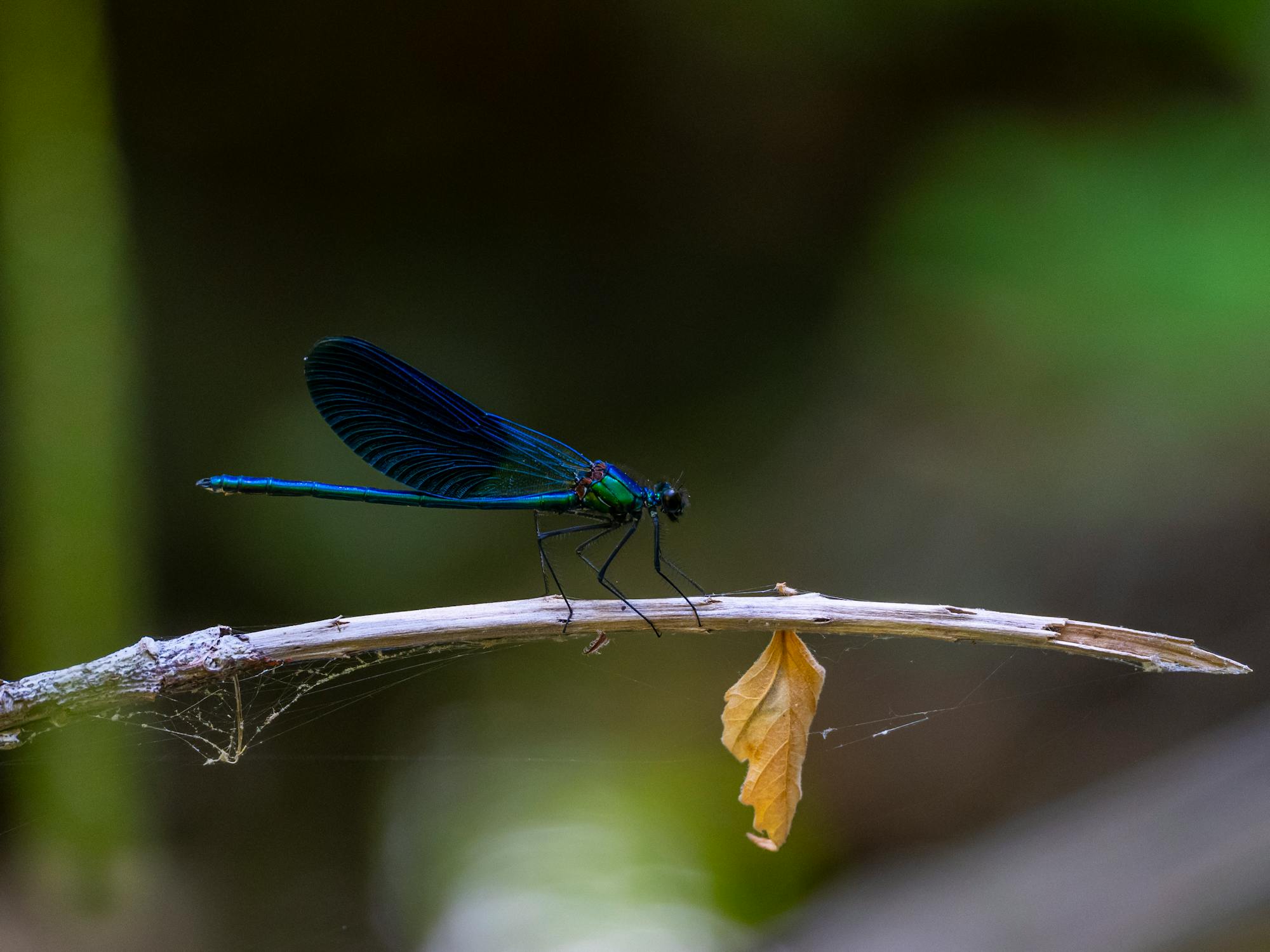 Blue Exotic Damselfly Insect Sitting on Small Branch · Free Stock Photo