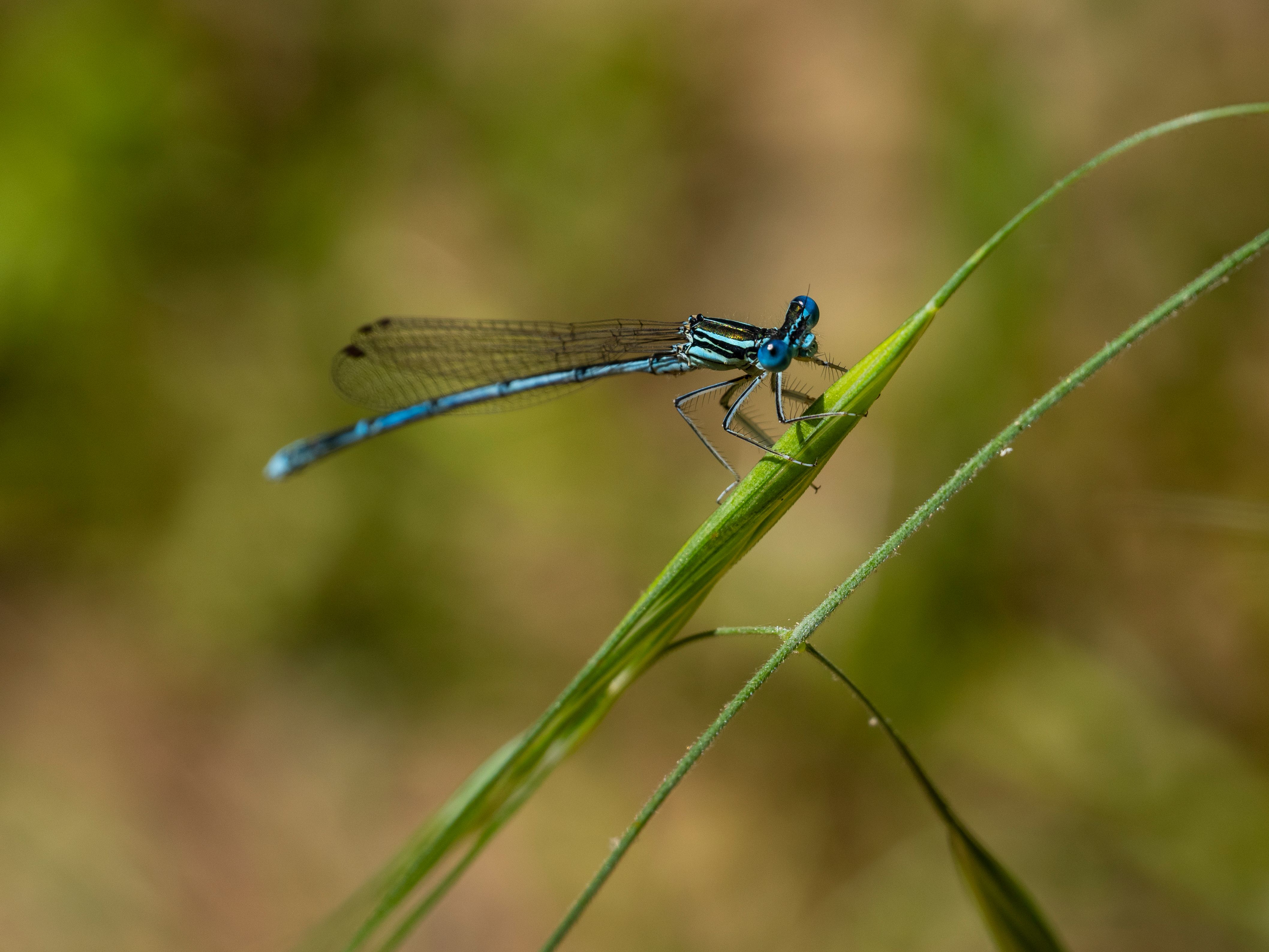 Closeup of White-legged Damselfly Sitting on Green Leaf · Free Stock Photo