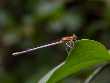 Detailed shot of a dragonfly perched on a green leaf, showcasing its delicate wings.
