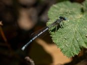 Detailed macro shot of a White-Legged Damselfly resting on a green leaf.