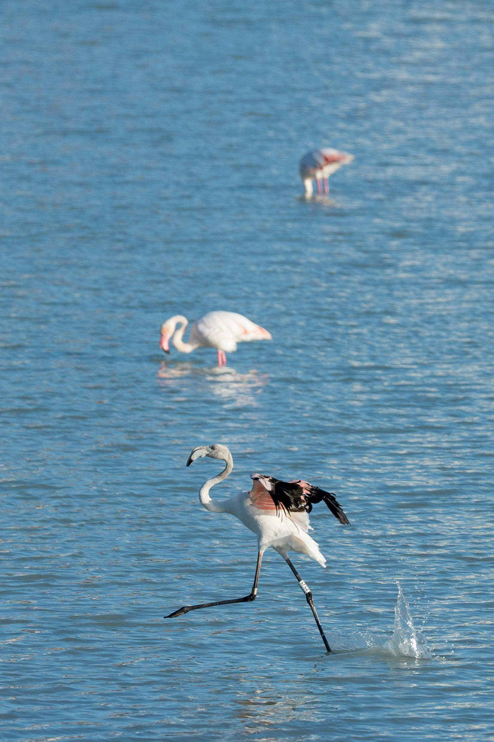 flamingo running