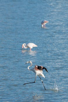 Flamingos gracefully walking in the waters of Calpe, España, showcasing vibrant wildlife.