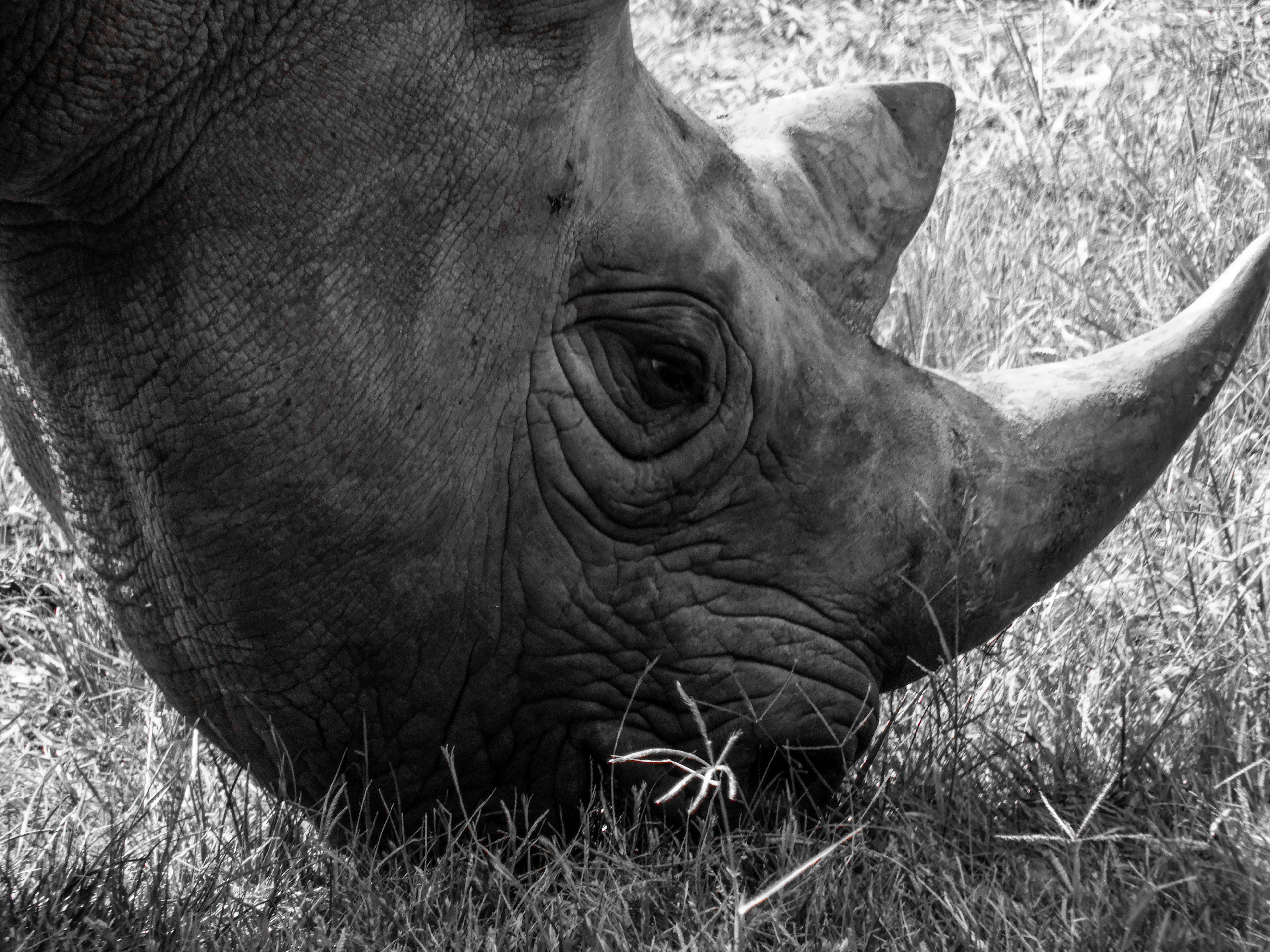 Black and white side view of a rhinoceros with large horn grazing on grass.