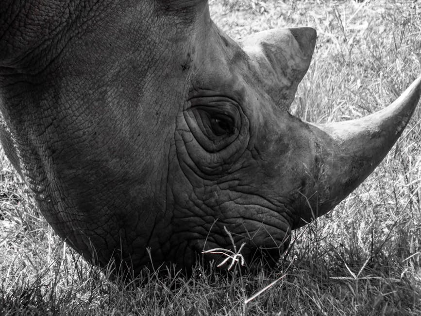 Black and white side view of a rhinoceros with large horn grazing on grass.