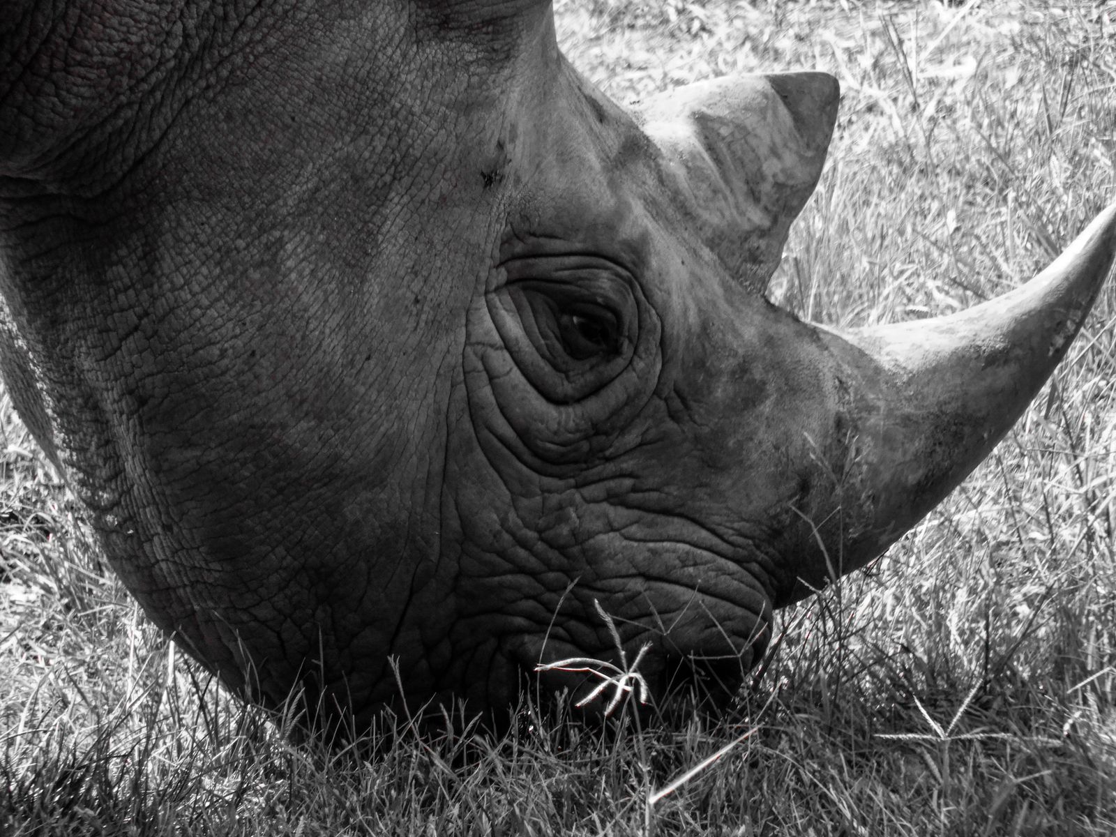 Side view of a rhino with a large horn