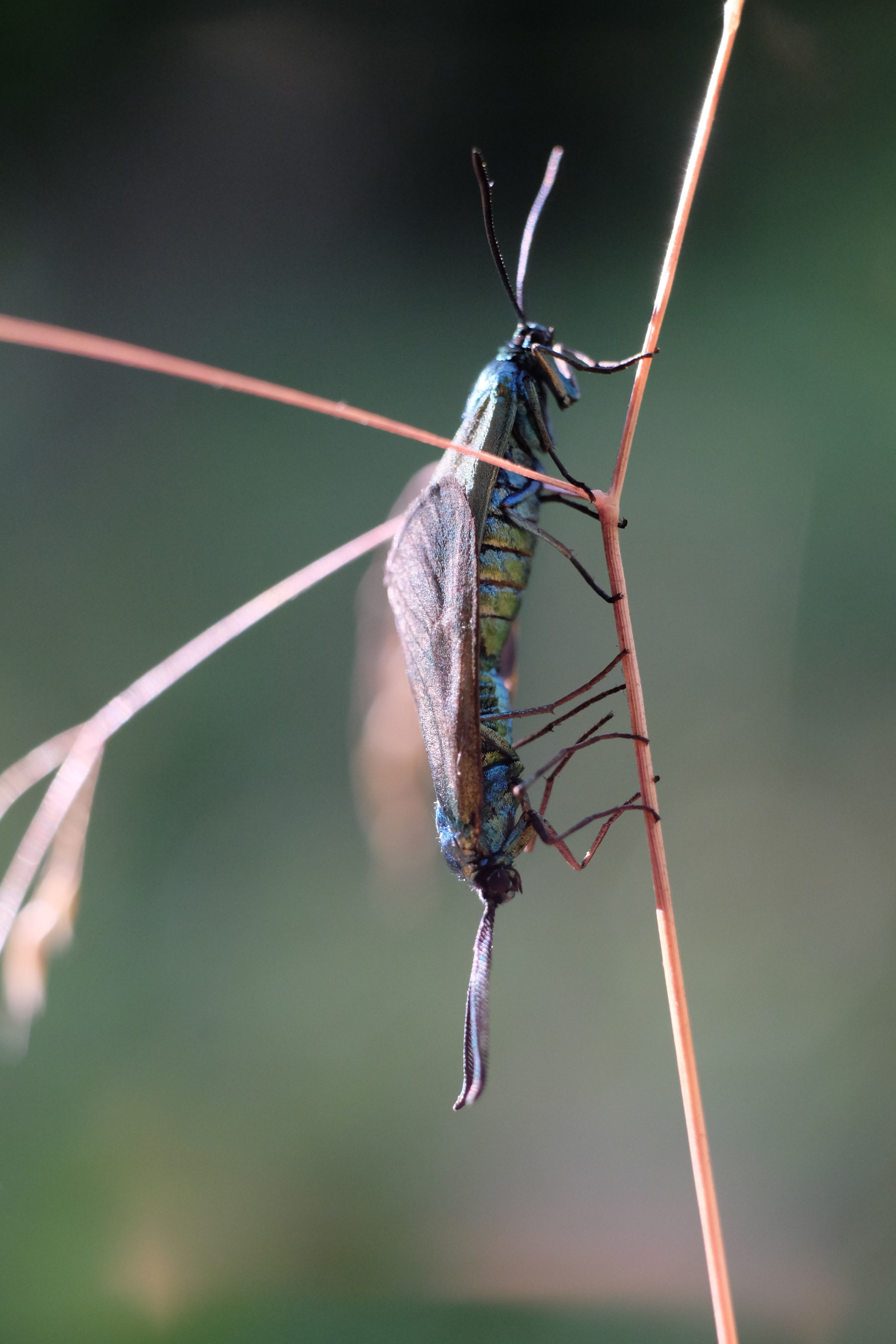 A blue and green insect sitting on a stem · Free Stock Photo