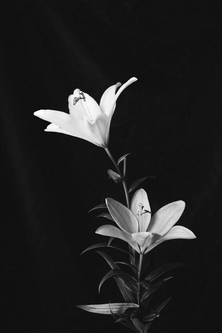 Artistic monochromatic close-up of a white lily flower against a black background.