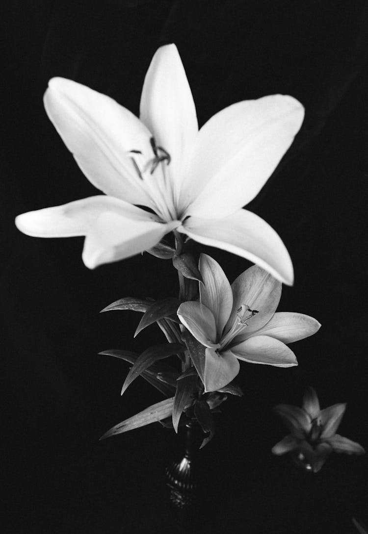 Lily Flower In Black And White