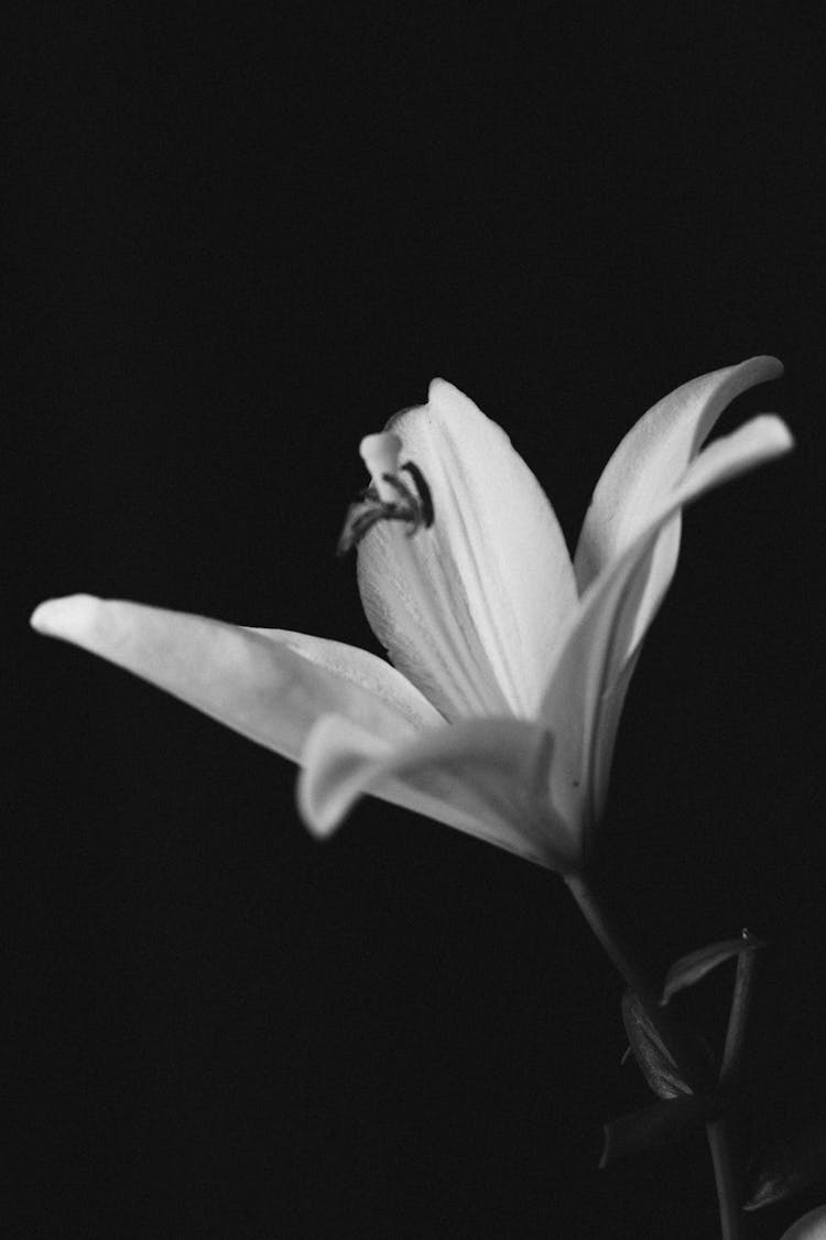 Petals Of Lily Flower In Black And White