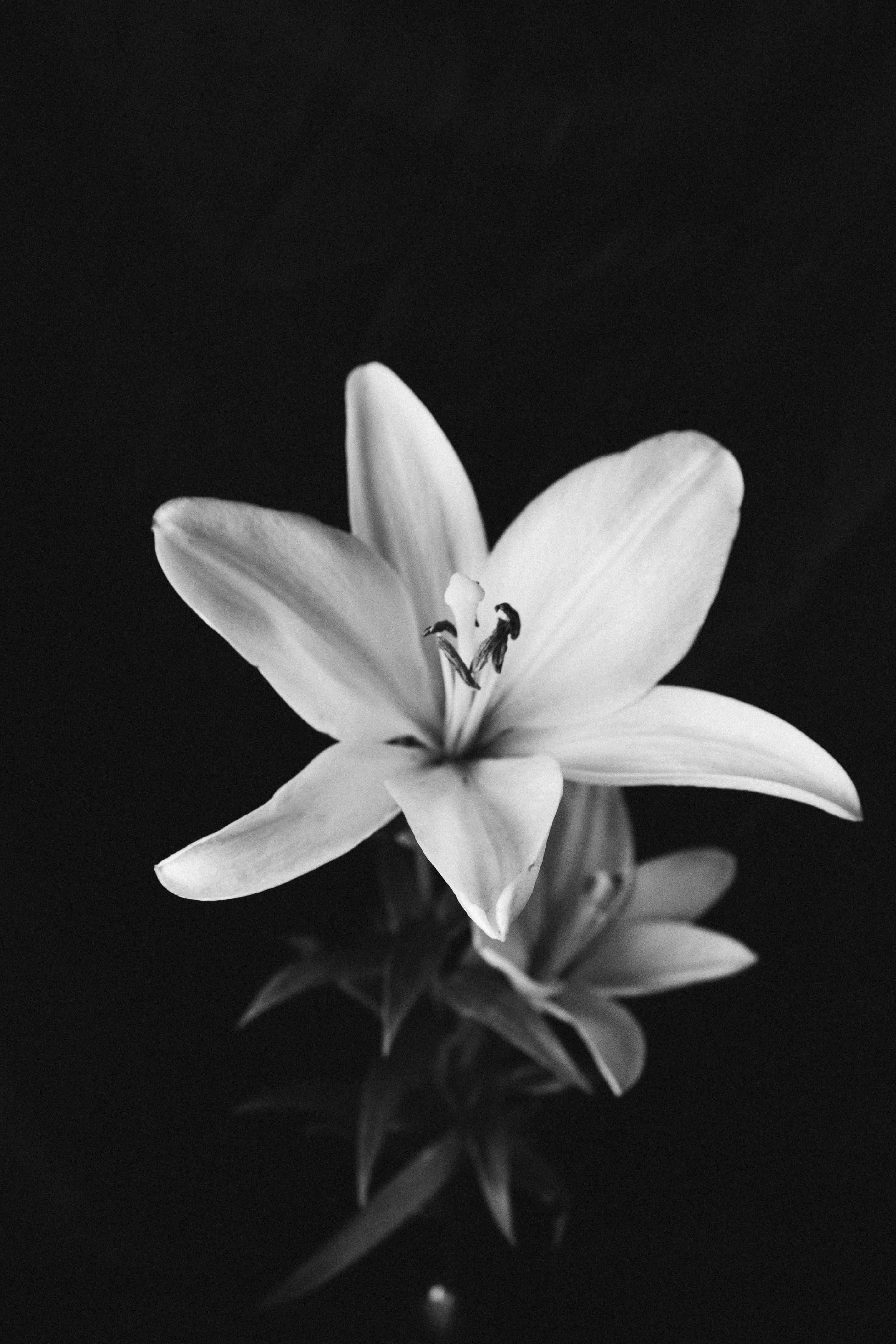 Black and white image of a blooming lily with delicate petals.