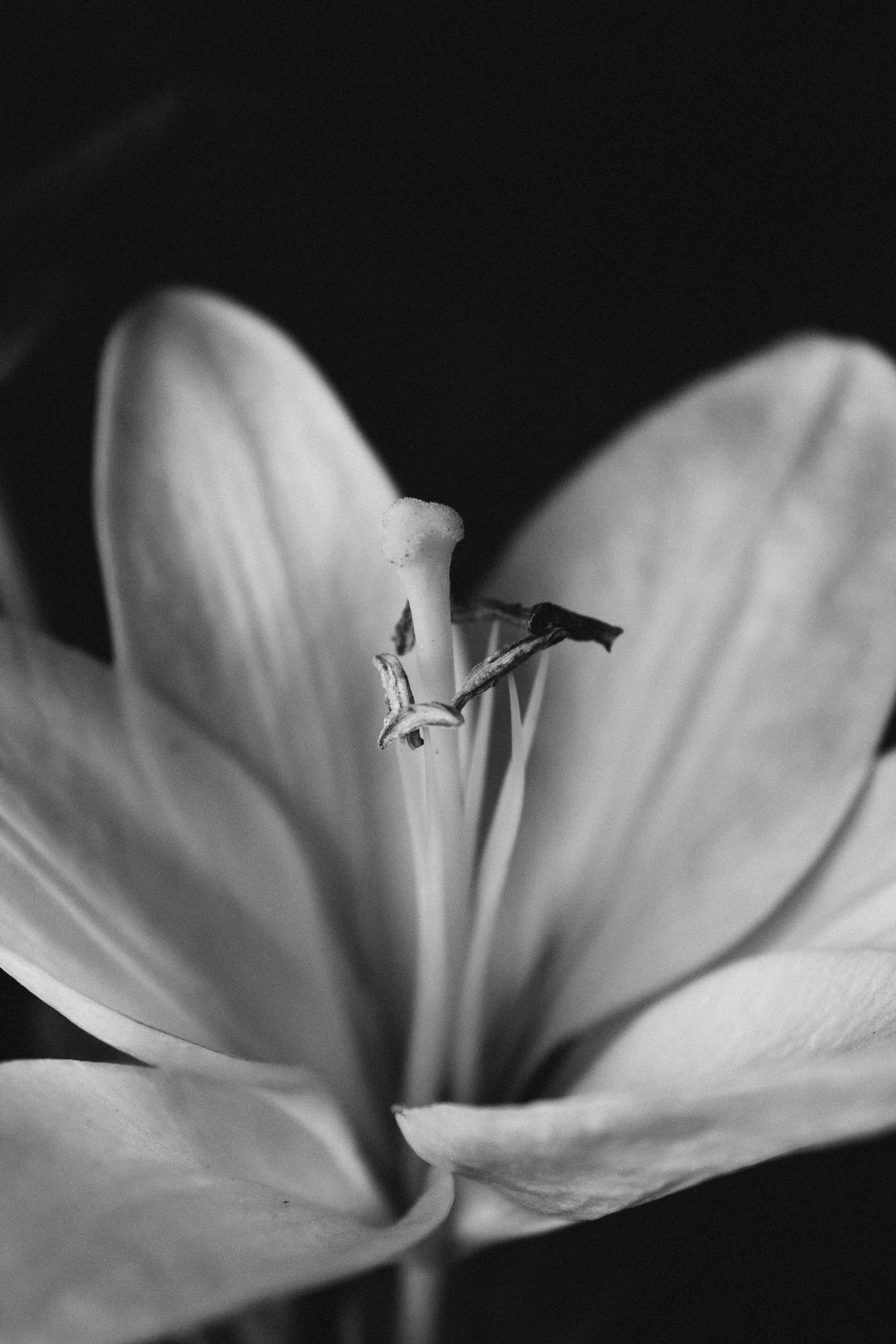 Elegant black and white portrait of a lily flower displaying its delicate petals and stamen.