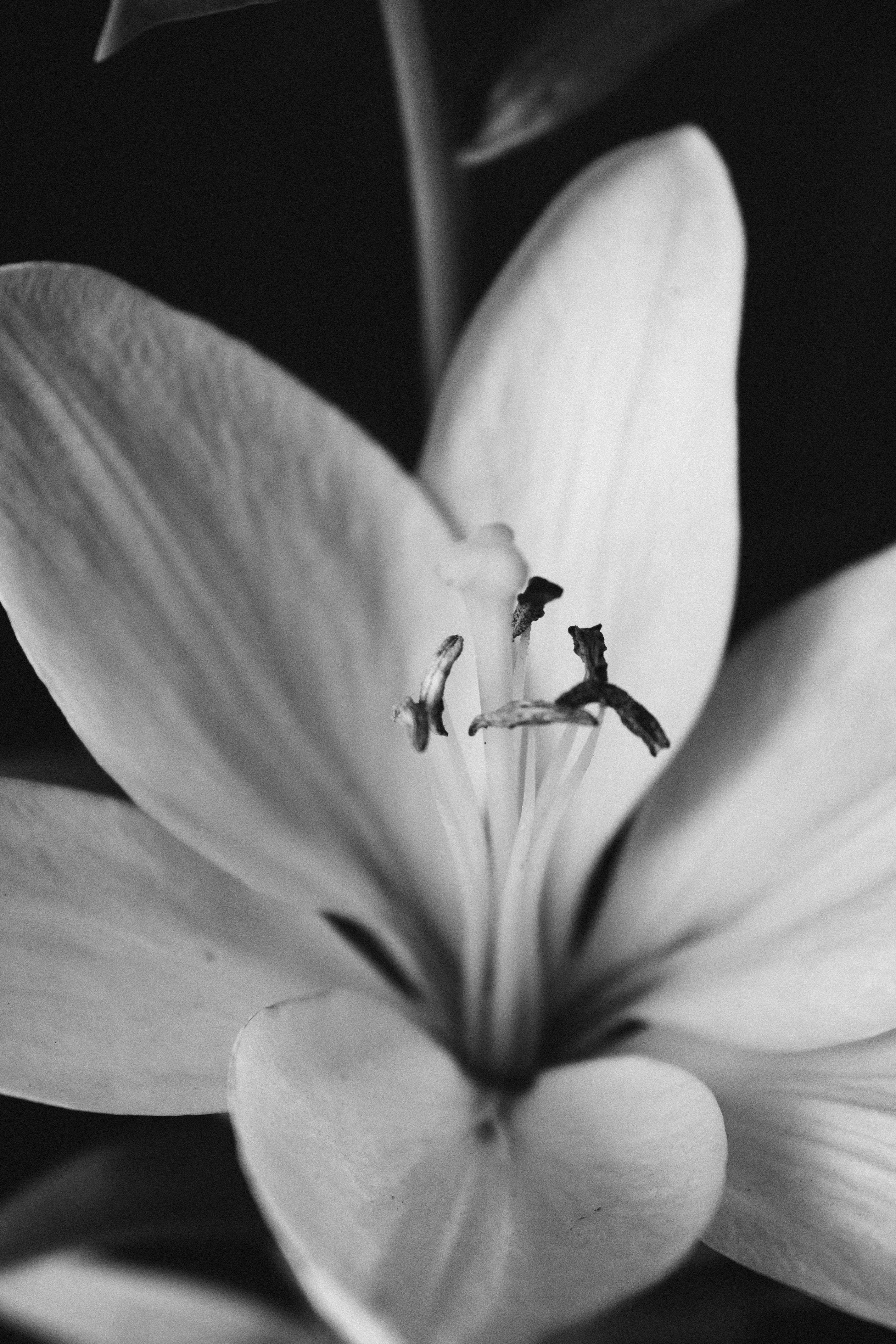 Artistic black and white photo of a lily with focus on petals and stamens.